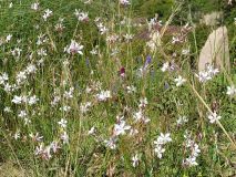 Blumen und Gräser in den Dürrmenzer Gärten Blumen und Gräser in den Dürrmenzer Gärten