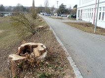 Im Februar 2012 wurden die alten windbruchgefährdeten Pappeln gefällt. Hier ein überraschend morsches Exemplar. Im Februar 2012 wurden die alten windbruchgefährdeten Pappeln gefällt. Hier ein überraschend morsches Exemplar.