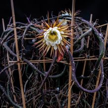 Die Blüte der Königin der Nacht