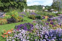 Sommerflor – im Hintergrund die Burgruine Löffelstelz