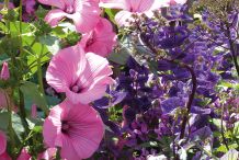 Blütenzauber im preisgekrönten Garten „Blumen fallen, schäumen, wirbeln“