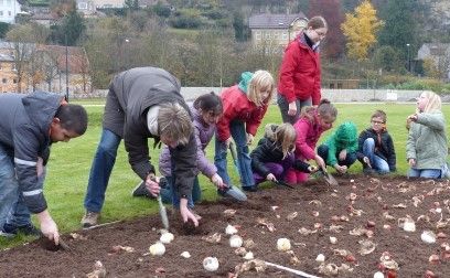 Direkt neben dem künftigen Spielplatz setzen Schülerinnen und Schüler der Uhlandschule Mühlacker Zwiebeln für den Sommerflor der Gartenschau 2015 