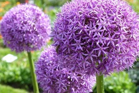 flanze in den Sommerflorbeeten weckt die Neugier: Zierlauch