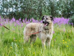 Information: Rentnerinnen und Rentner sind in Mühlacker nicht von der Hundesteuer befreit.